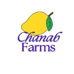 Buy Export Quality Chaunsa Mango Profile Picture