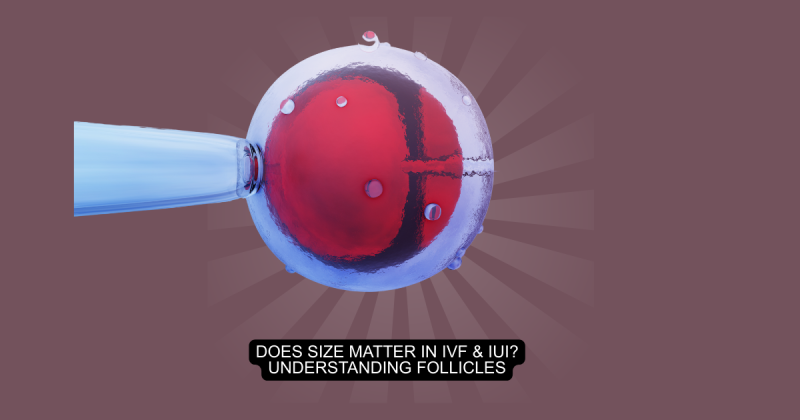 Does Size Matter in IVF & IUI? Understanding Follicles: ext_6602037 — LiveJournal