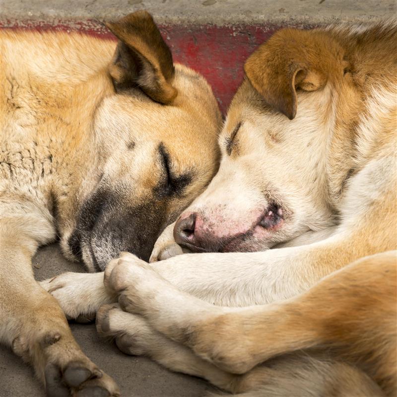 Trusted In-Home Mobile Vet Care in Brooklyn | Comfort Paws Vet