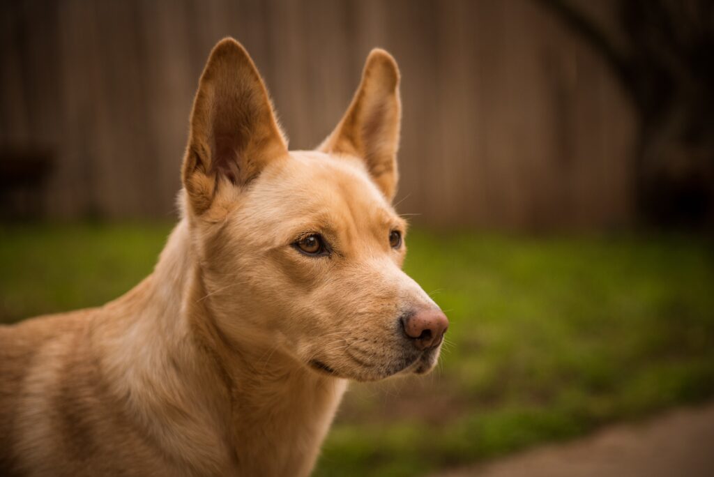 About Comfort Paws | Trusted In-Home Vet Care in Brooklyn