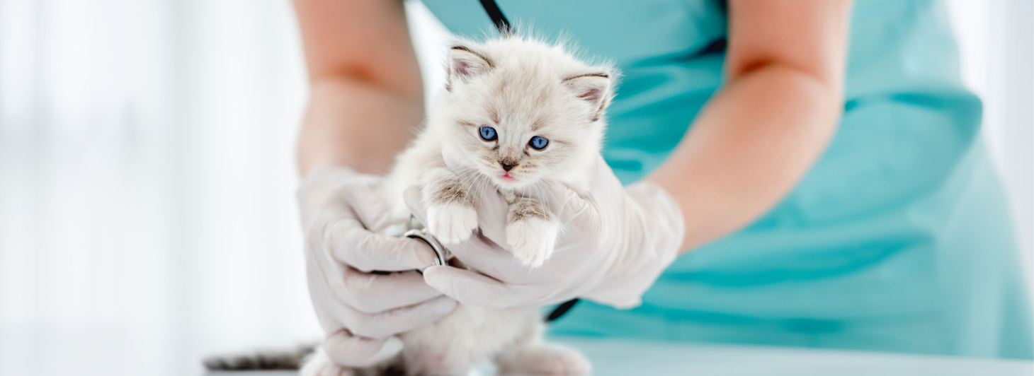 Eagle Animal Hospital | Veterinarian in Chester Springs, PA