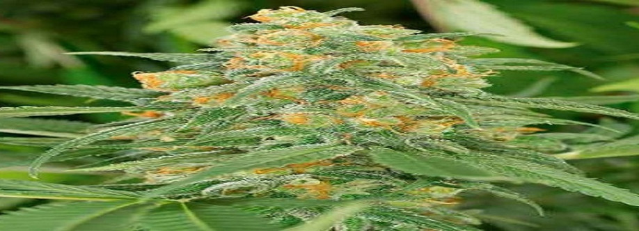 The Clone Conservatory Cover Image